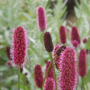 Sanguisorba menziesii - Pimprenelle d'Alaska - Sanguisorbe - Pimprenelle - Sanguisorbe