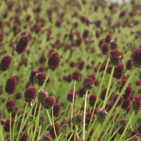 Sanguisorba officinalis Tanna - Pimprenelle officinale Tanna - Pimprenelle - Sanguisorbe