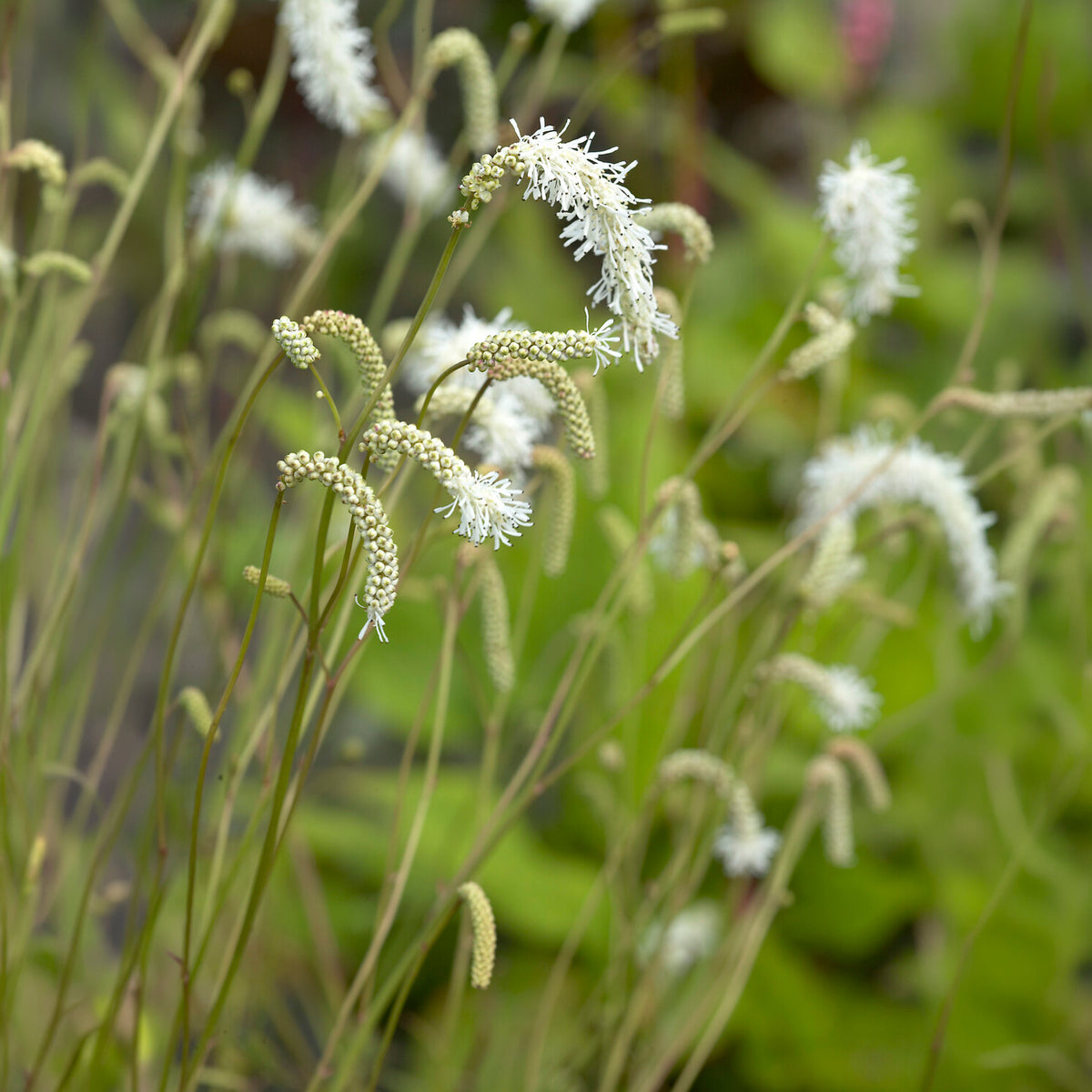 Pimprenelle blanche - Sanguisorbe - Willemse