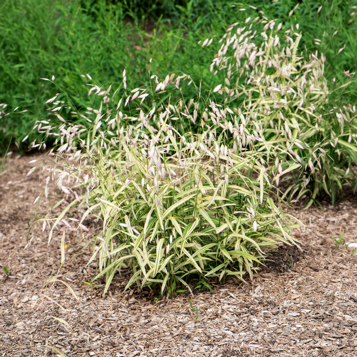 Chasmanthe à feuilles larges - Willemse