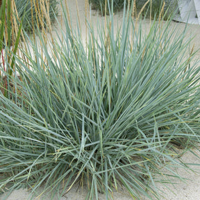 Seigle de mer Blue Dune - Willemse