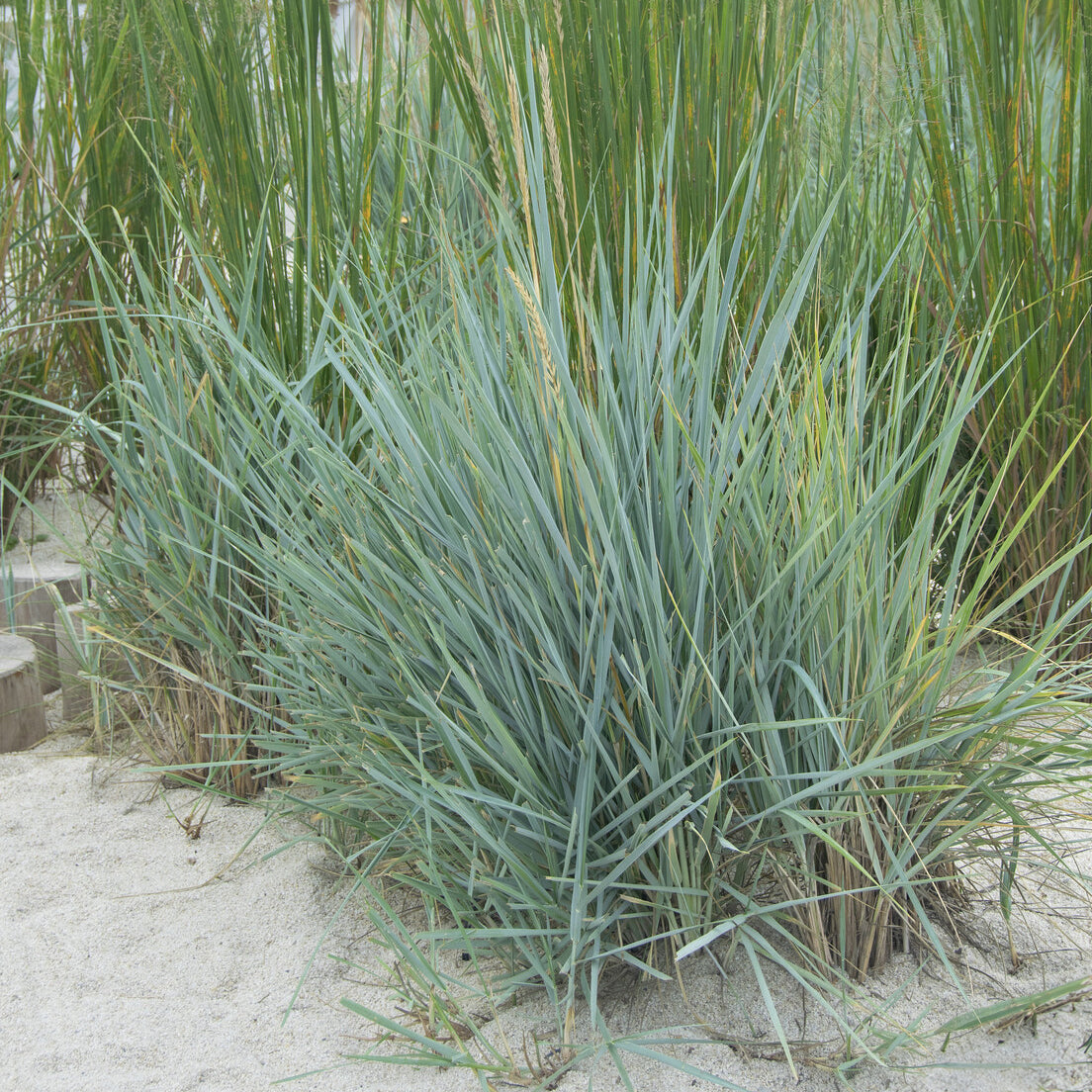 Graminées - Seigle de mer Blue Dune - Leymus arenarius Blue Dune