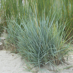 Graminées - Seigle de mer Blue Dune - Leymus arenarius Blue Dune