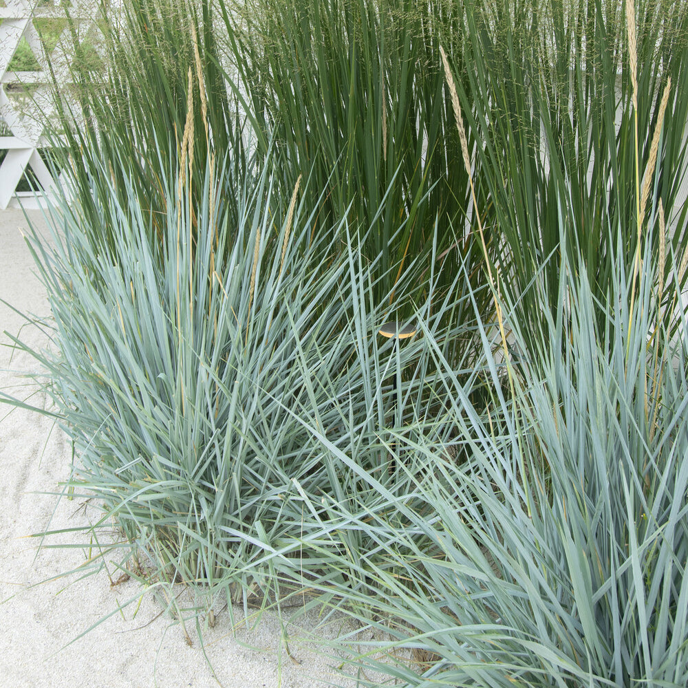 Leymus arenarius Blue Dune - Seigle de mer Blue Dune - Graminées