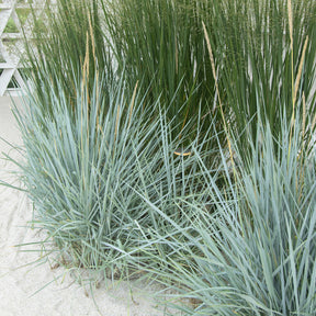 Leymus arenarius Blue Dune - Seigle de mer Blue Dune - Graminées