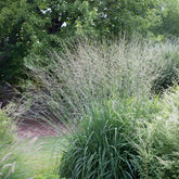 Molinie élevé Skyracer - Willemse