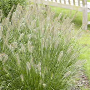Herbe aux écouvillons Herbstzauber - Pennisetum - Willemse