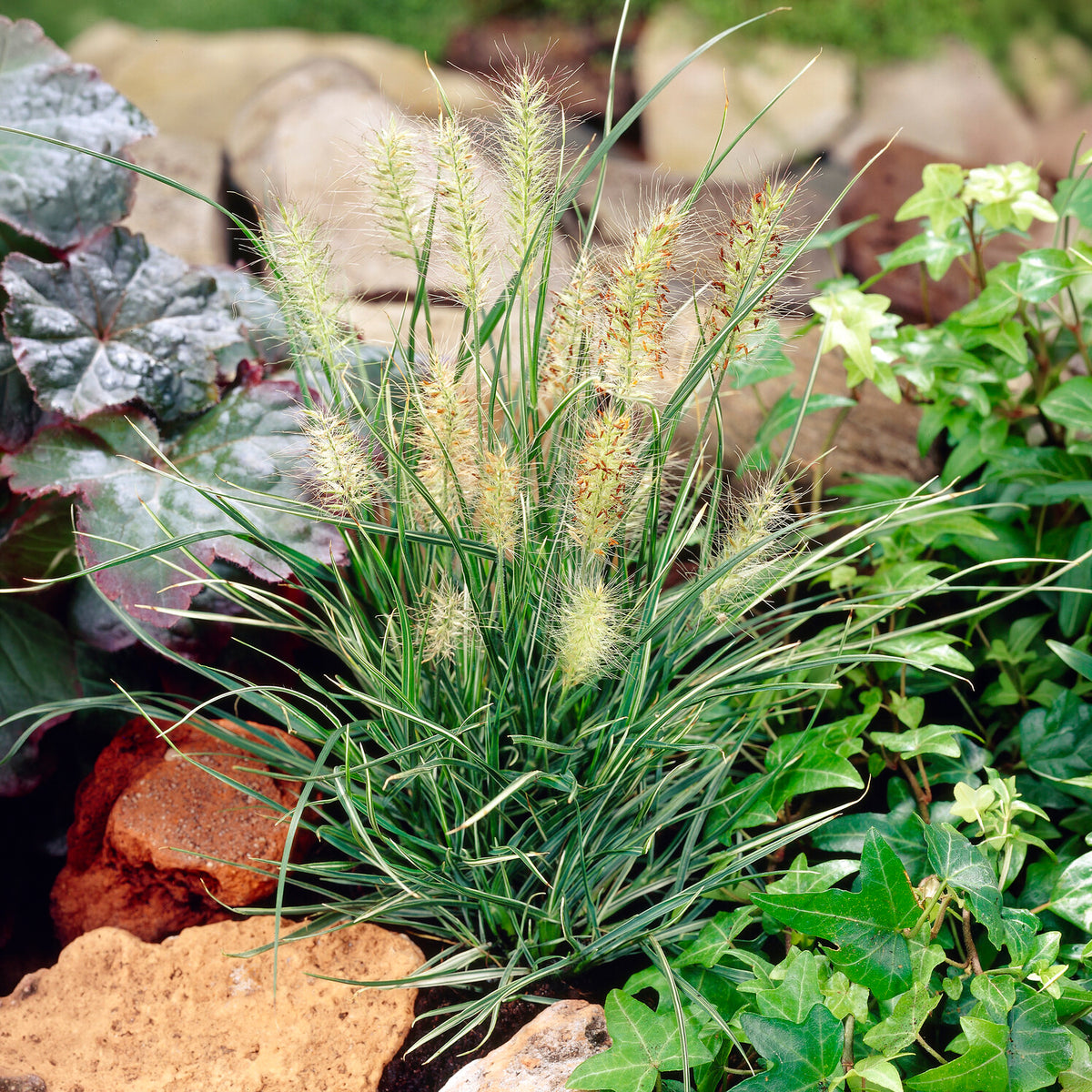Herbe aux écouvillons Little Honey - Pennisetum - Willemse