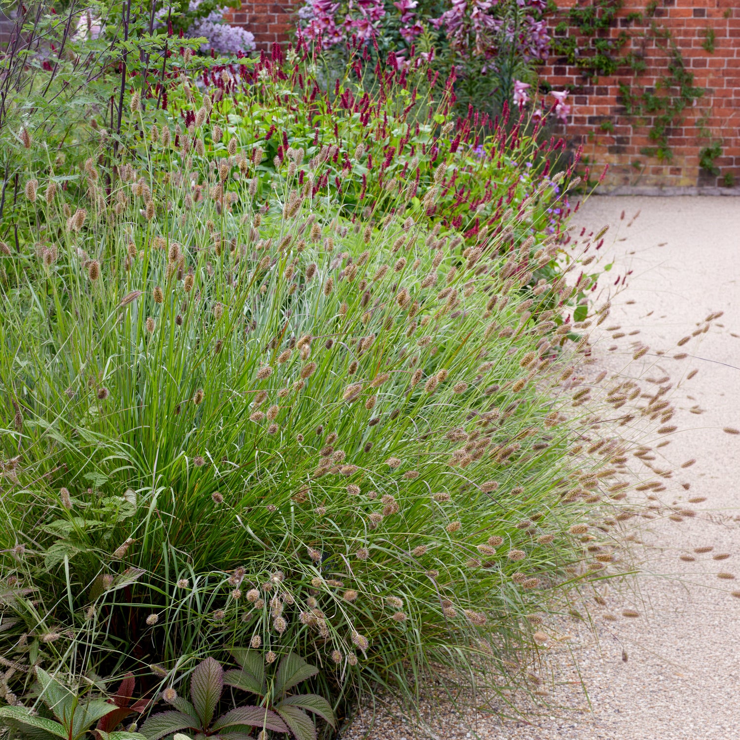 Vente Herbe aux écouvillons Red Buttons - Pennisetum