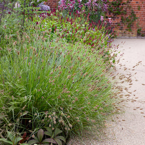 Vente Herbe aux écouvillons Red Buttons - Pennisetum