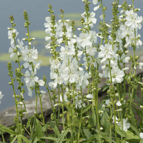 Sidalcea candida - Willemse