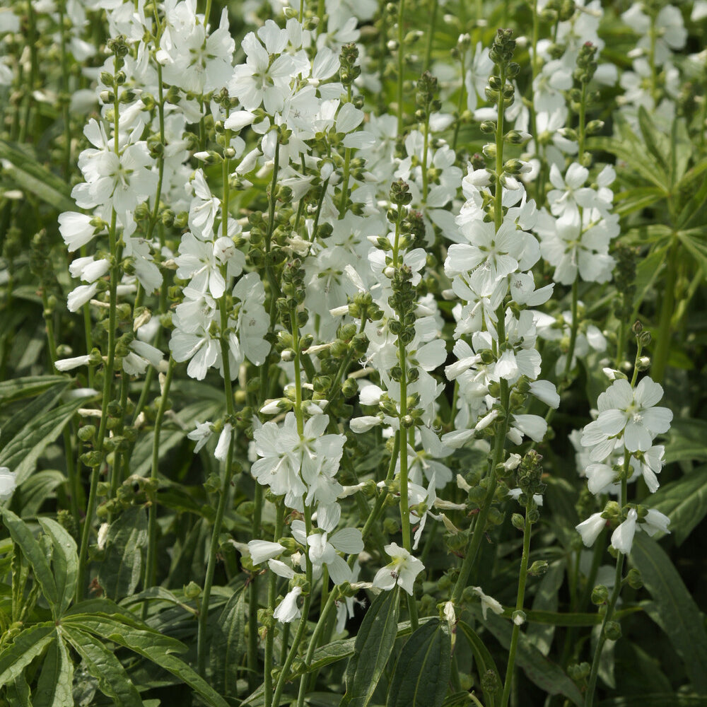 Sidalcea candida - Sidalcea candida - Sidalcea