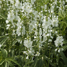 Sidalcea candida - Sidalcea candida - Sidalcea