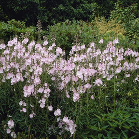 Sidalcea - Sidalcea malviflora Elsie Heugh - Sidalcea Elsie Heugh