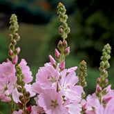Sidalcea malviflora Elsie Heugh - Willemse