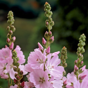 Sidalcea malviflora Elsie Heugh - Willemse