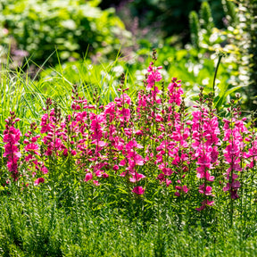 Sidalcée Brilliant - Willemse