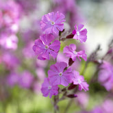 Silène dioïque - Willemse