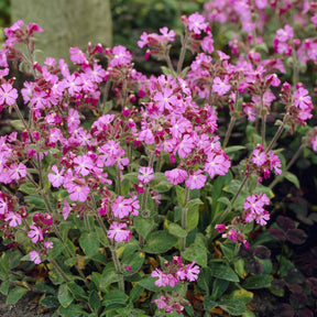 3 Silène dioïque - Silene dioica - Willemse