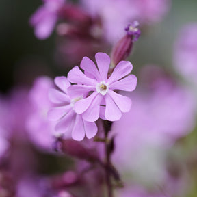 Fleurs vivaces - 3 Silène dioïque - Silene dioica