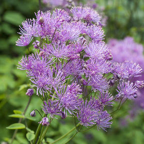 Thalictrum aquilegifolium - Pigamons à feuilles d'Ancolie - Pigamon