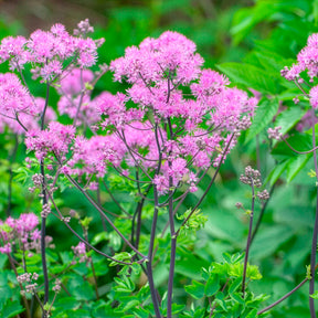 Pigamon - Pigamon Black Stockings - Thalictrum black stockings