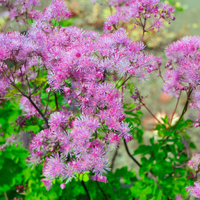 Vente Pigamon Black Stockings - Thalictrum black stockings