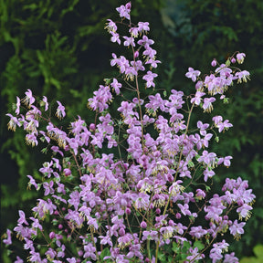 Thalictrum rochebrunianum - Pigamon de Rochebrun - Pigamon