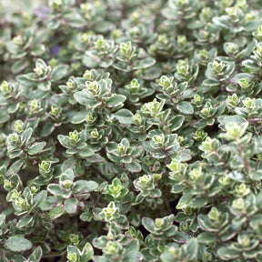 Thymus citriodorus Silver Queen - 3 Thym citron Silver Queen - Thym