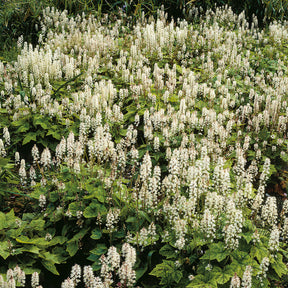 Tiarella wherryi - Tiarelle Wherryi - Tiarelle