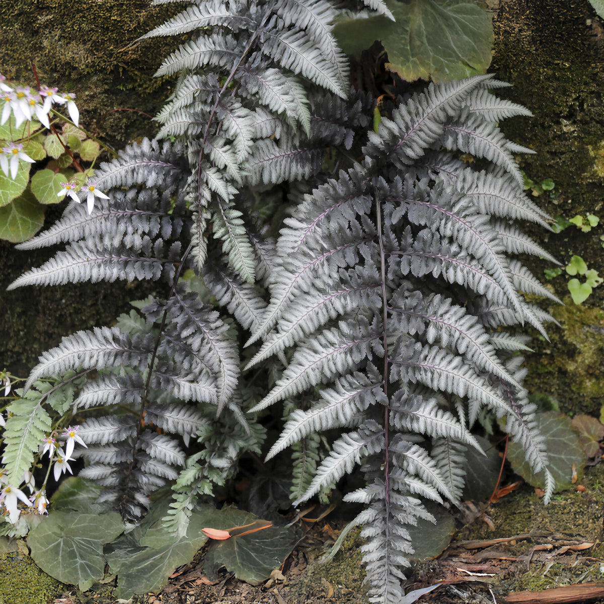 Fougère peinte Pewter Lace - Willemse