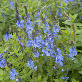 Véronique d'Autriche Royal Blue - Veronica austriaca Royal Blue - Willemse