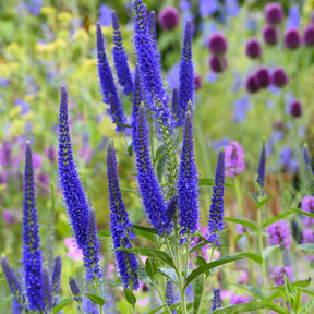 Véronique à grandes feuilles Marietta - Willemse