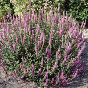 3 Véronique Pink Damask - Willemse