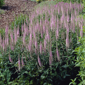 3 Véronique Pink Damask - Veronica spicata Pink Damask - Willemse