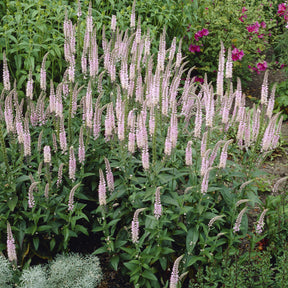 Veronica spicata Pink Damask - 3 Véronique Pink Damask - Véronique