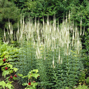 Veronicastrum virginicum Album - Véronique de Virginie blanche - Véronique