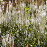 Véronique de Virginie Diana - Willemse