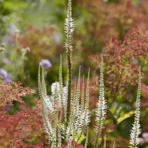 Véronique de Virginie Diana - Veronicastrum virginicum Diana - Willemse