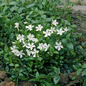 Vinca minor Gertrude Jekyll - Petite pervenche Gertrude Jekyll - Pervenche