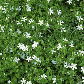 Pervenche - Petite pervenche Gertrude Jekyll - Vinca minor Gertrude Jekyll