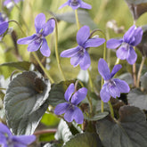 Violette de Labrador - Willemse