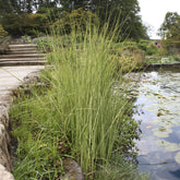 Jonc des chaisiers Albescens - Willemse