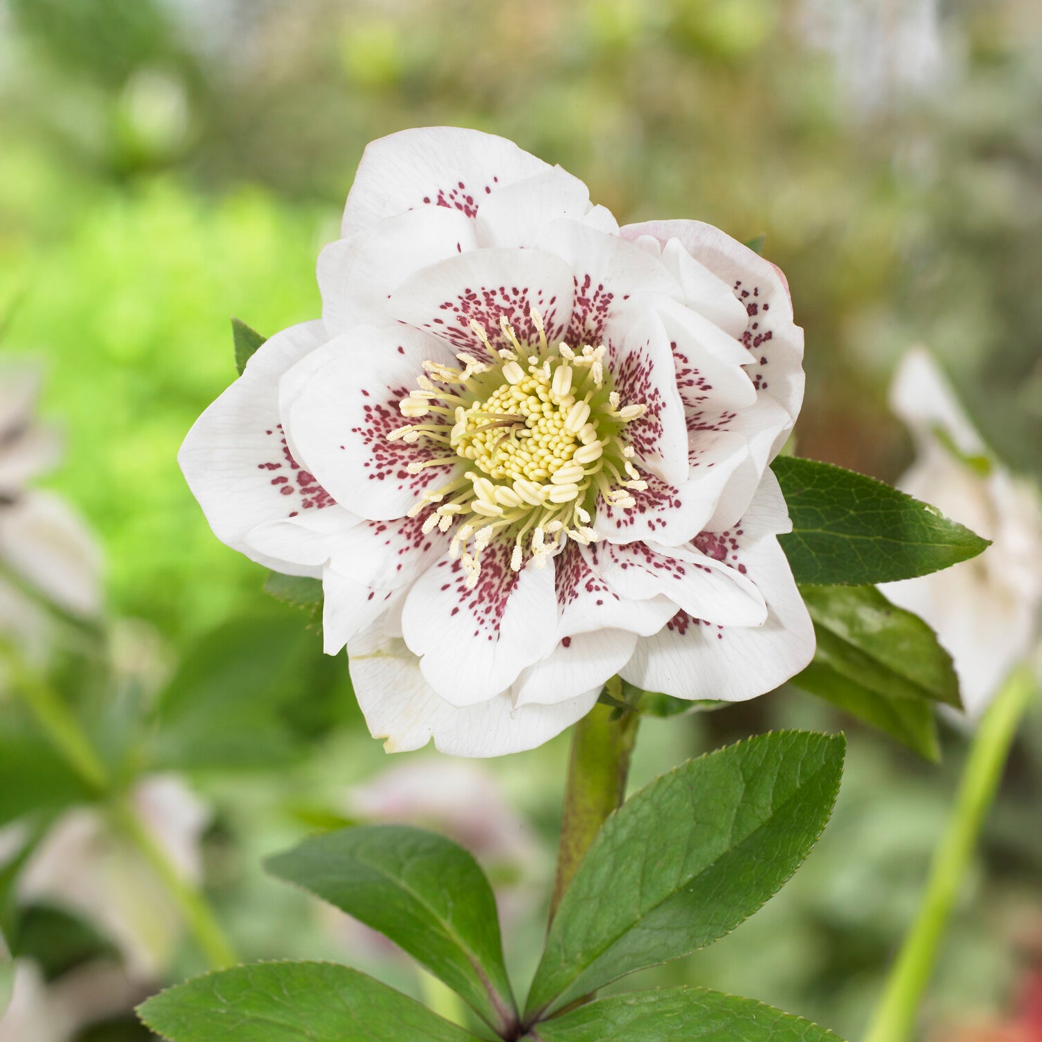 Helleborus orientalis Double Ellen White Spotted - 2 Hellébores doubles blanches spotted - Hellébores