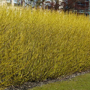 Cornouiller à bois jaune Flaviramea - Cornus sericea flaviramea - Plantes