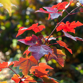 Erable rouge - Acer rubrum 'sun valley' - Willemse