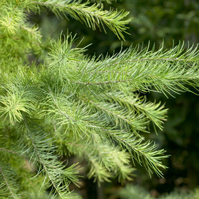 Larix kaempferi - Mélèze du Japon - Conifères