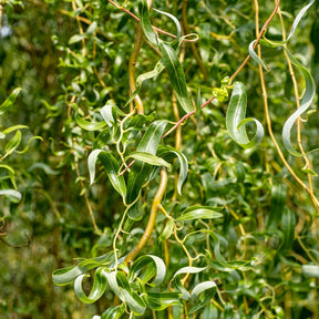 Saule pleureur tortueux - Salix babylonica tortuosa - Willemse