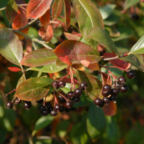 Aronia prunifolia Nero - Willemse