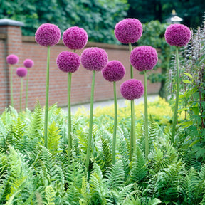 Allium giganteum - Ail géant de l'Himalaya - Allium